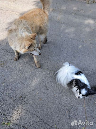 Сибирский хаски