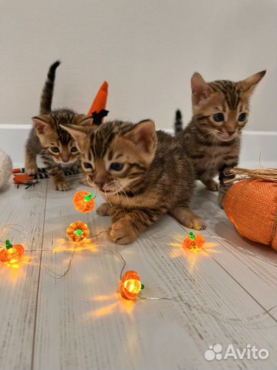 Бенгальские котята