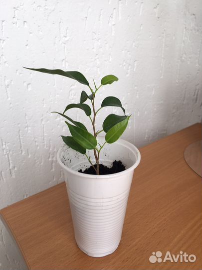 Фикус бенджамина