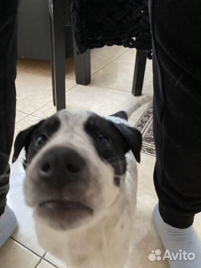 Маленький песик