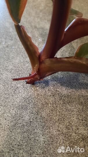 Филодендрон Блек кардинал вариегатный