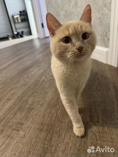 Кошка в добрые руки