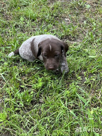 Щенки курцхара