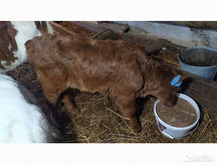 Бычки коровы телки