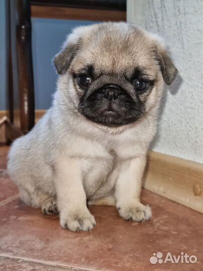 Щенки мопса