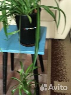 Хлорофитум,золотой ус, каланхое -женьшень Сибири