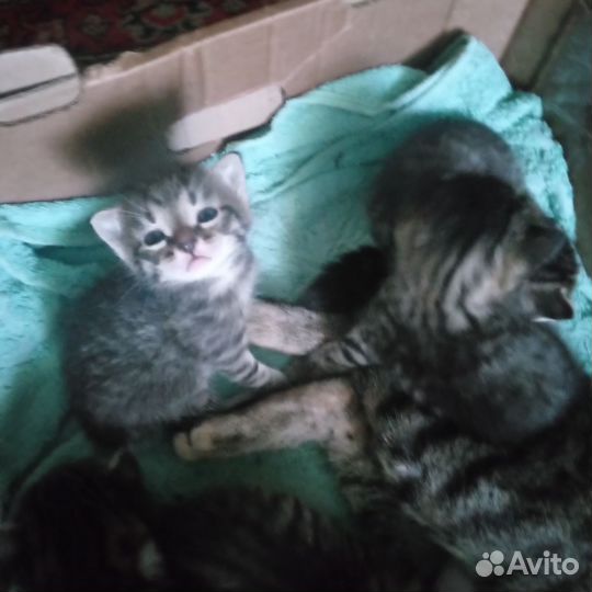 Котята