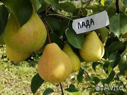 Груша Лада