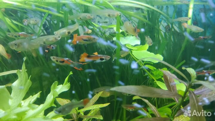Аквариумные рыбки гуппи