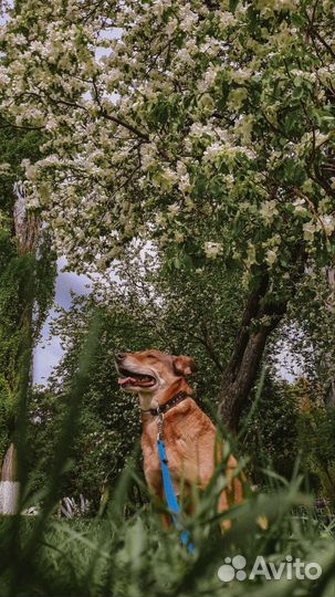 Собака Лэйси