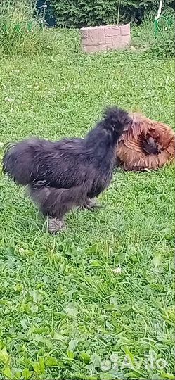 Цыплята Китайской Шелковой/ Петухи. Утак Индоутки