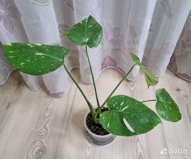 Монстера Тайское созвездие