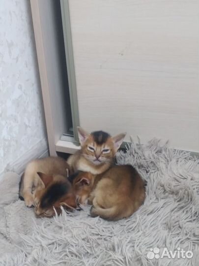 Абиссинская кошка