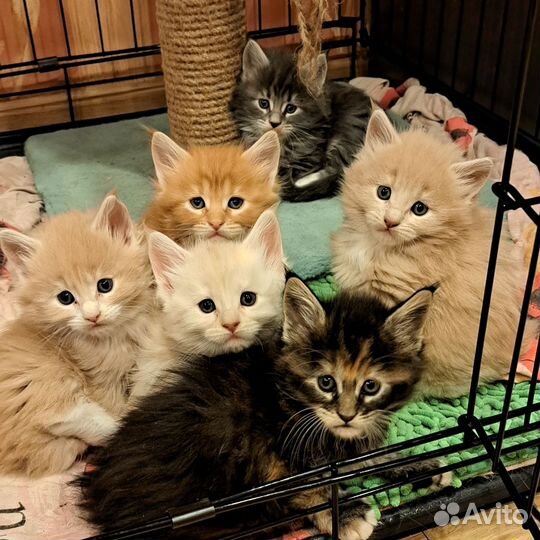 Котята мейн-кун