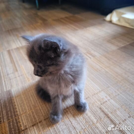 Отдадим в добрые руки очаровательных котят