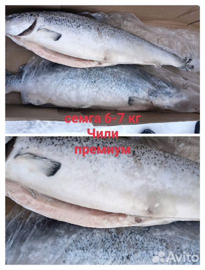 Свежемороженный лосось