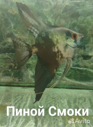 Скалярии собственного разведения