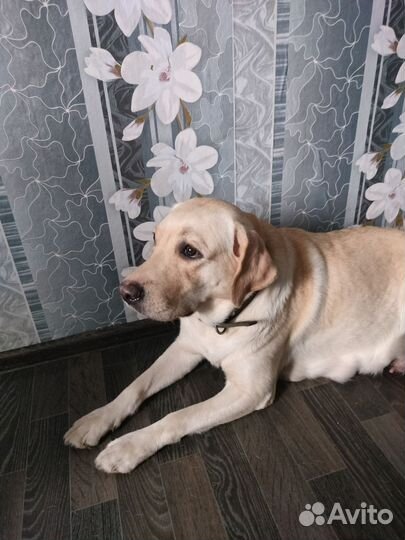 Щенки лабрадора