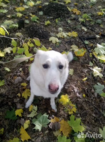 Девочка Юта в добрые руки