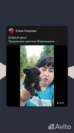 Мальтипу щенки мини до 3 кг