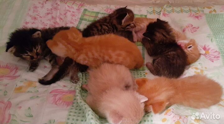 Кошки бесплатно рыжие коты,серые кошечки