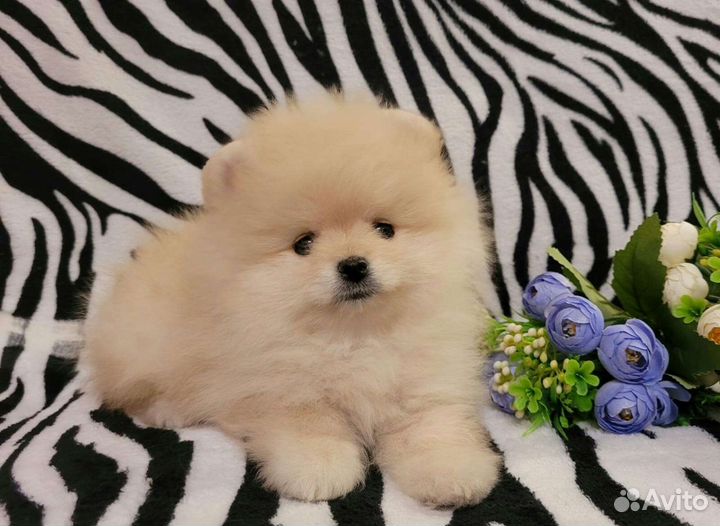 Щенки шпица