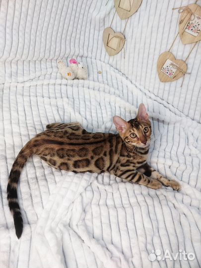 Бенгальские котята