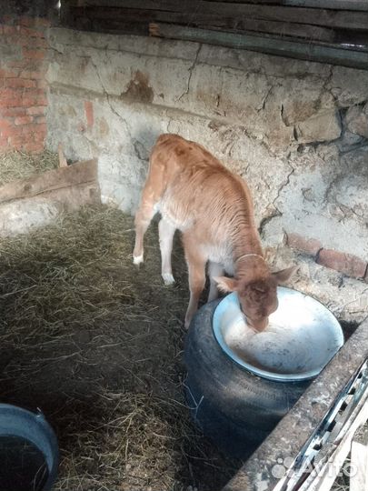 Тёлочка от молочной коровы голштин, 3 месяца