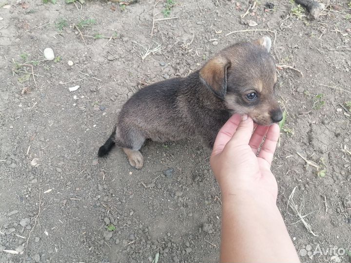 Щенок в добрые руки бесплатно