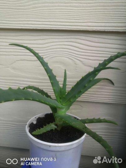 Алоэ (алое) древовидное лекарственный