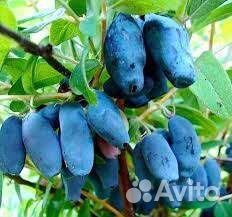 Жимолость с урожаем