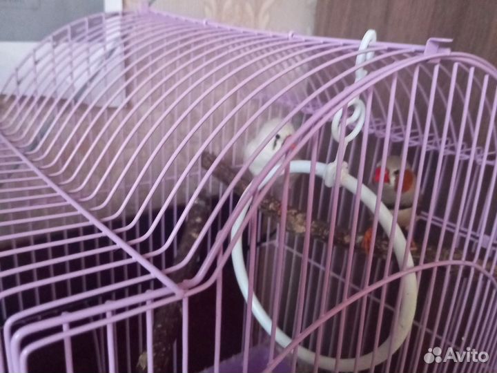 Зебровые амадины