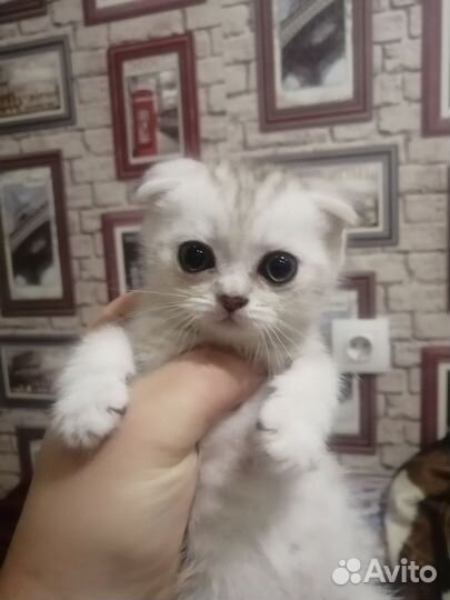 Шотландские котята