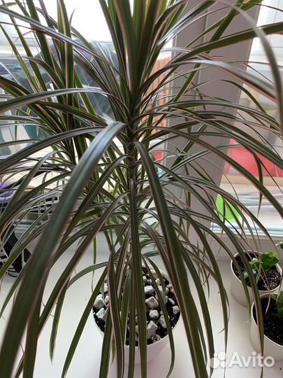 Драцена маргината