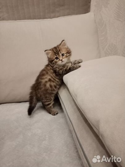 Шотландские мальчики