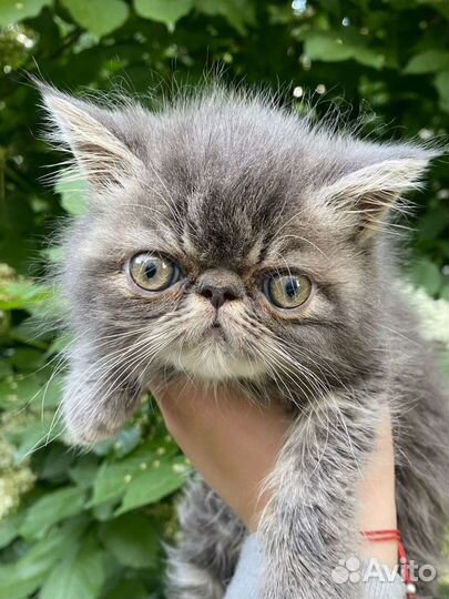 Котята экзоты