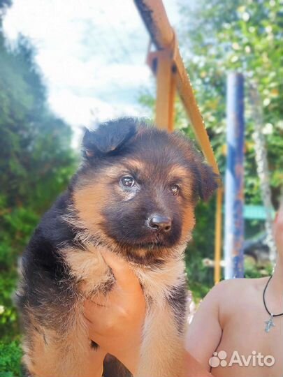 Немецкая овчарка