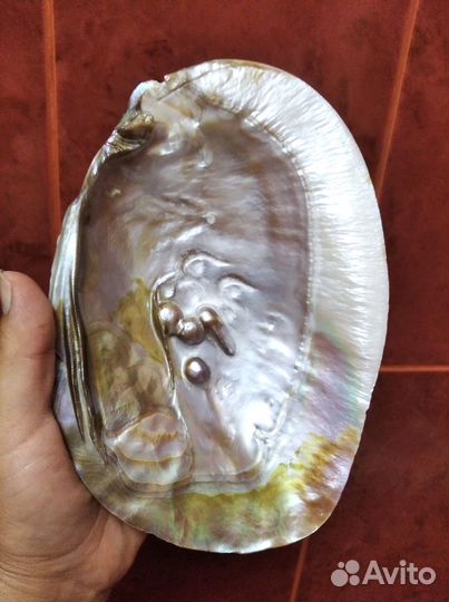 Морская ракушка раковина