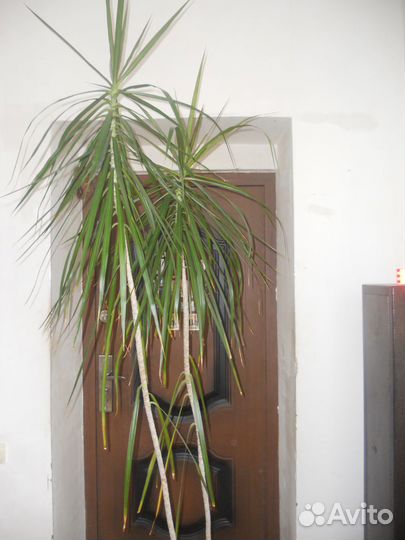 Драцена - 2 метра 70 см
