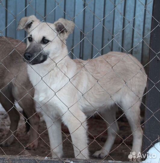 Собаки в добрые руки