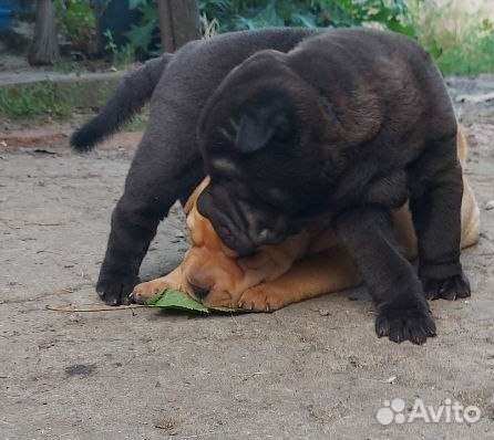 Щенки шарпей