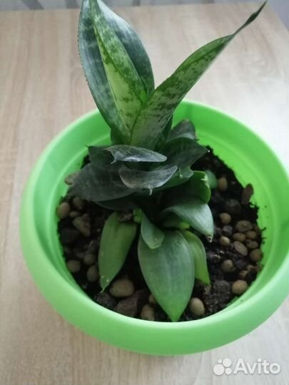 Комнатные цветы драцена