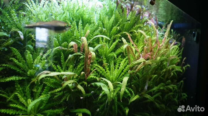 Растения для аквариума