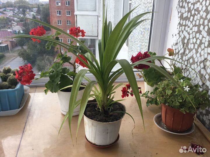 Пальма панданус