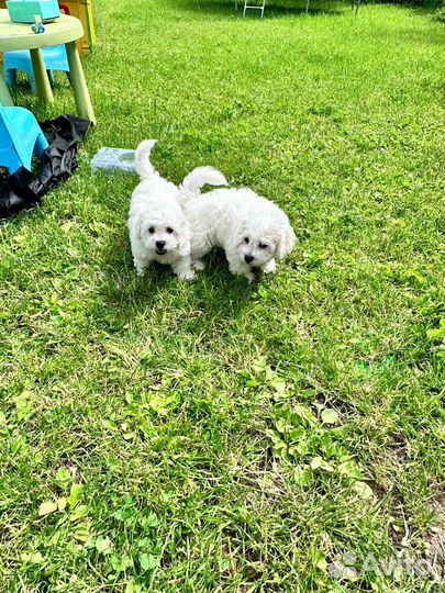 Щенки бишон фризе