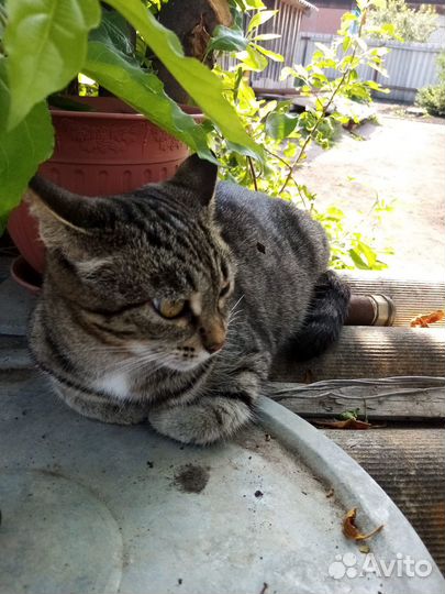 Котята 2 месяца