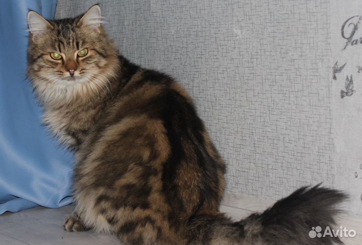 Котик ласковый непоседа