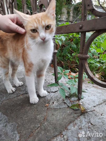 Нужен дом котику