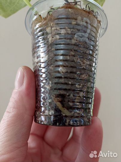 Антуриумы: Crystallinum (cultivar),Silver Blash