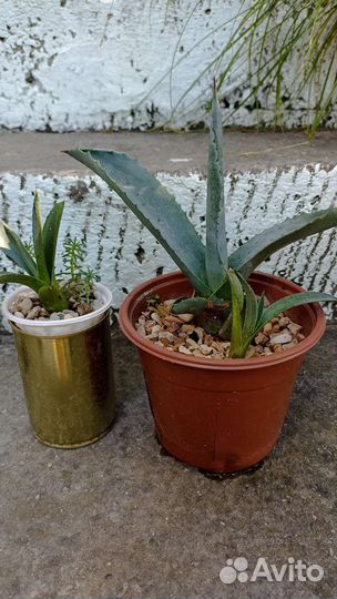 Агава голубая